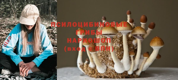 хмурый Белокуриха
